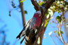 Cockatoo