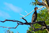 Darter