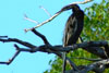 darter
