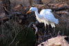 egret