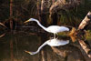 egret