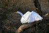 egret