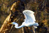 egret
