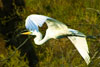 egret