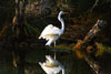egret
