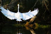 egret