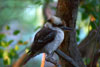 kookaburra