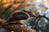 kookaburra