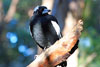 magpie