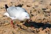 Seagulls