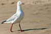 Seagulls