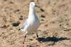 Seagulls