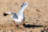 Seagulls