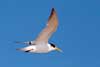 Seagulls