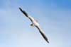 Seagulls