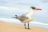 Seagulls
