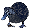 Grey Teal