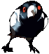Magpie