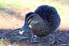 Grey Teal