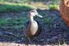 Grey Teal
