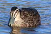 Grey Teal