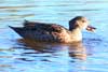 Grey Teal