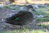 Grey Teal