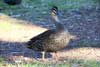 Grey Teal