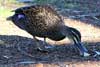 Grey Teal