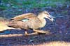 Grey Teal