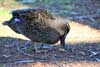 Grey Teal