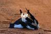 Magpie