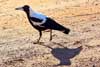 magpie