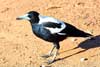 magpie