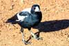 magpie