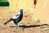 magpie
