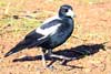 magpie