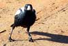 magpie