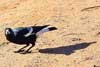 magpie