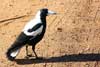 magpie
