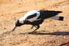 magpie
