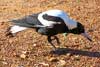 magpie
