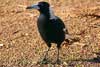 magpie