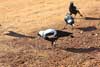 magpie