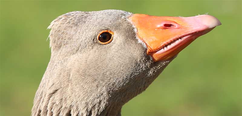 Goos