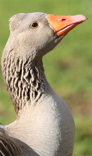 Goos