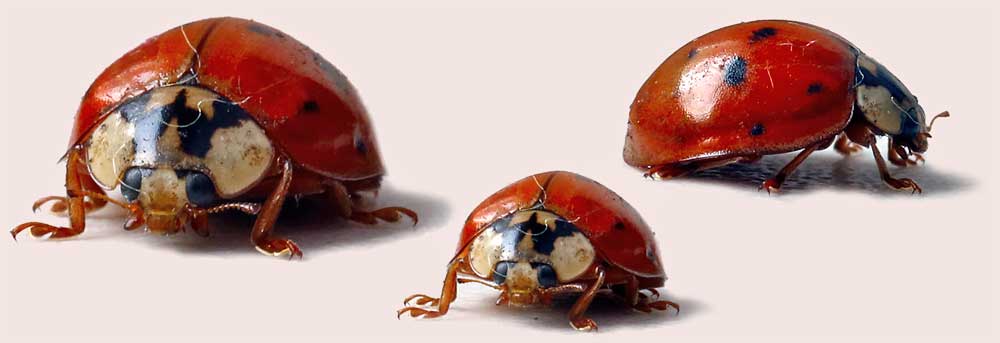 Lady Bug