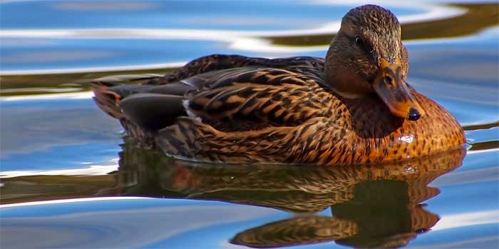 Duck
