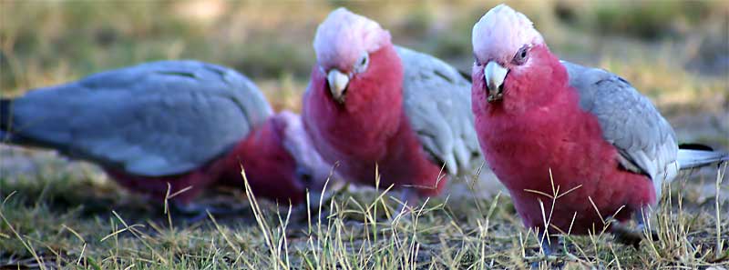 Pink Galah