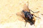 Fly
